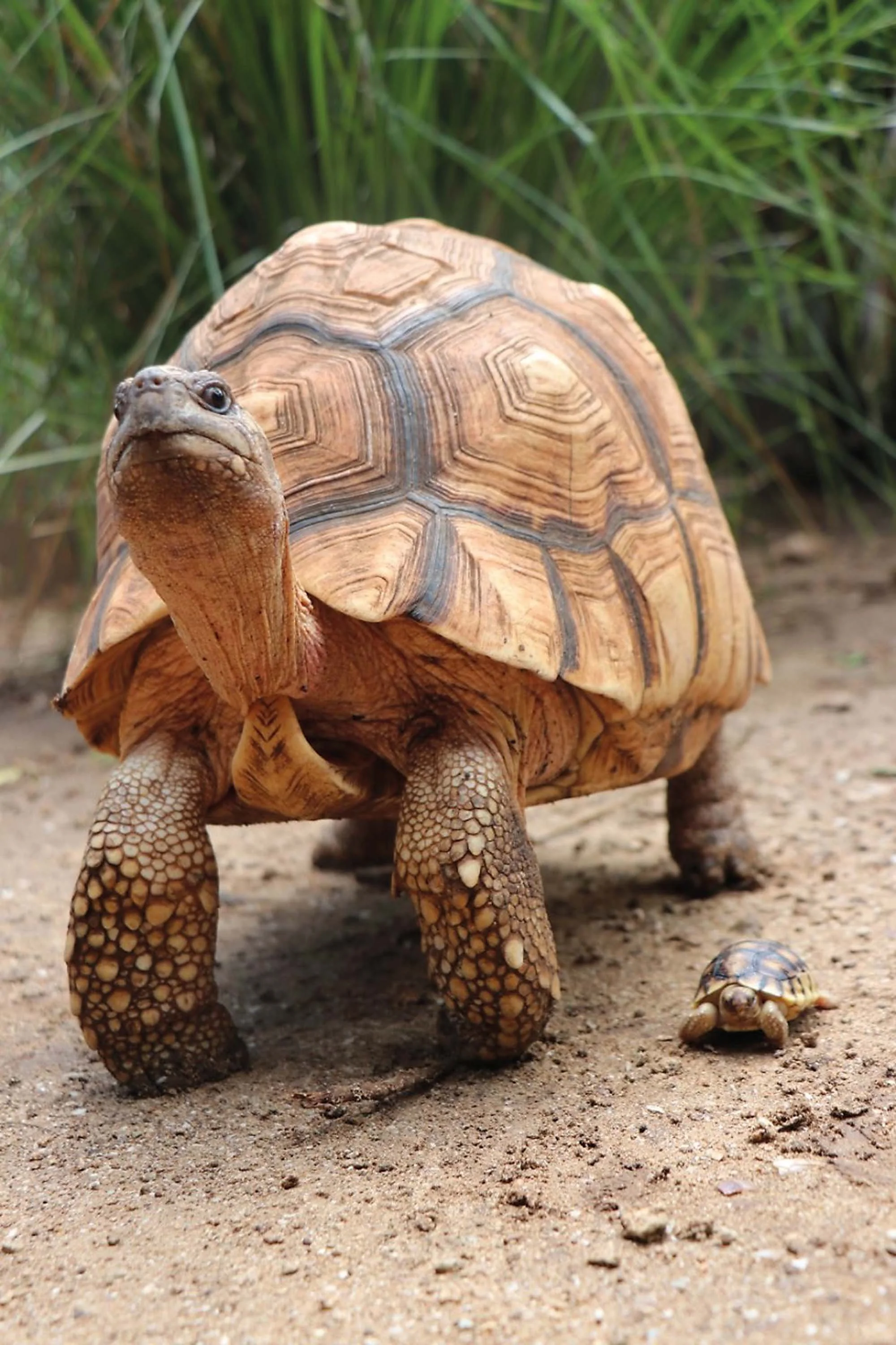 The world's rarest tortoise and the fight to save it — Responsible